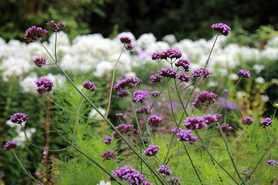 Verbena bonariensis as bee friendly plants
