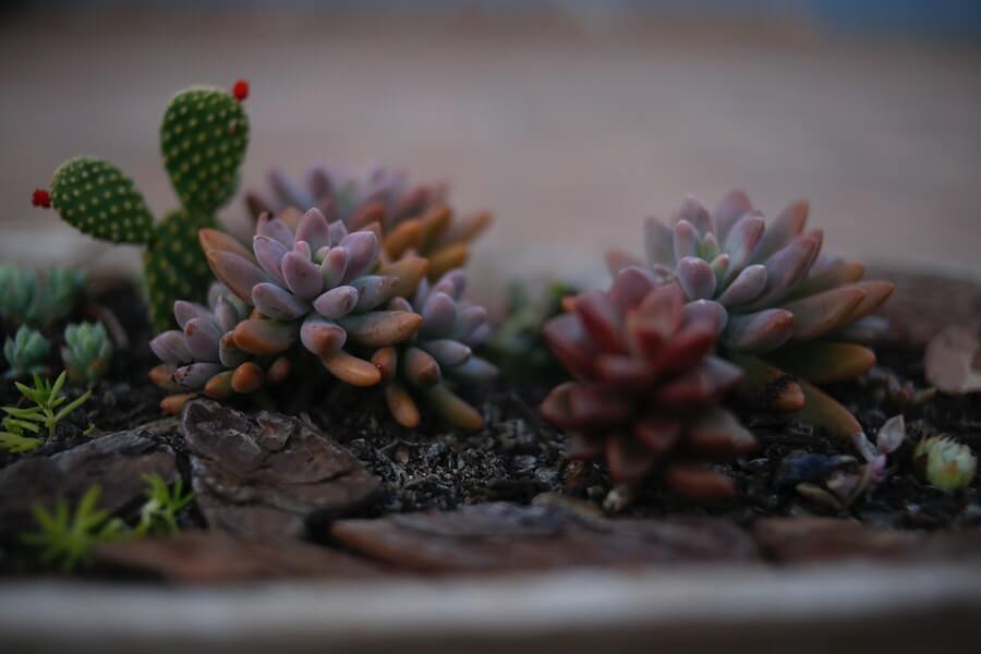 succulents for outdoor garden table decoration ideas