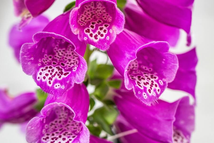 foxgloves as bee friendly plants