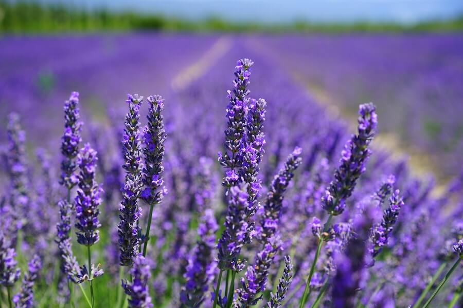 lavender as bee friendly plants