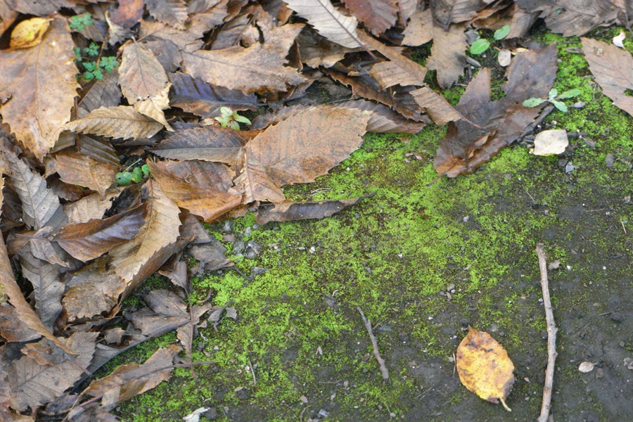 bug hotel twigs and leaves