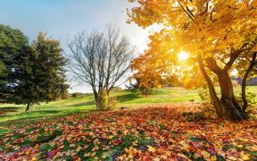 autumn gardening jobs