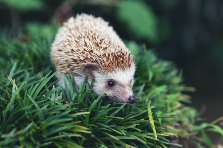 autumn gardening jobs hedgehog