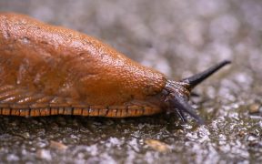 slug resistant plants