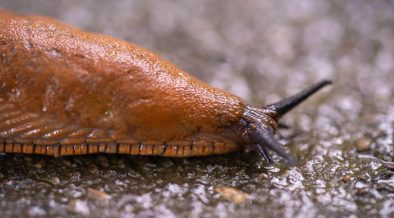 11 Best Slug Resistant Plants to Protect Your Garden