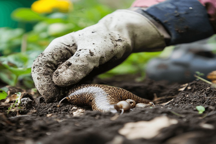 handpicking to get rid of slugs