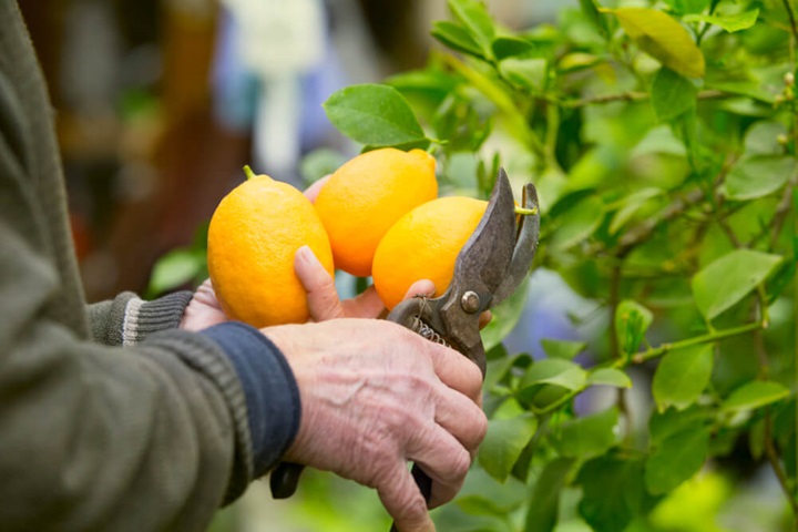 pruning fruit trees for winter gardening jos