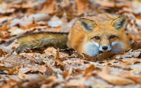 what animal is digging holes in my yard
