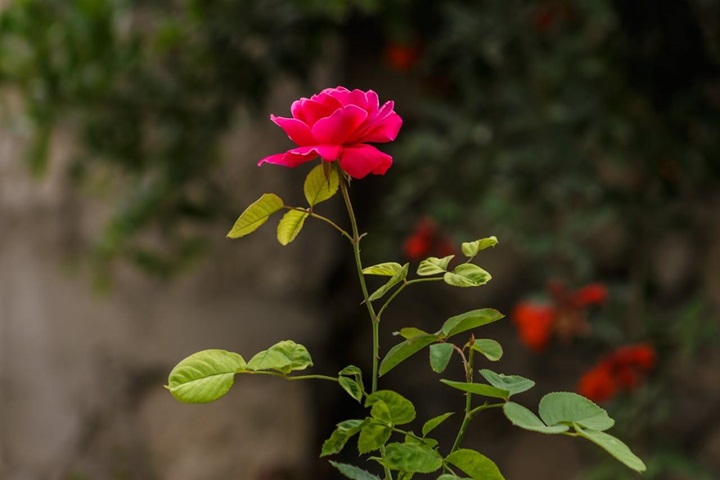 how to treat black spots on roses