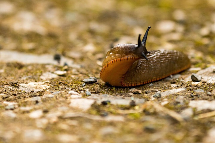 slug resistant plants how to get rid of slugs