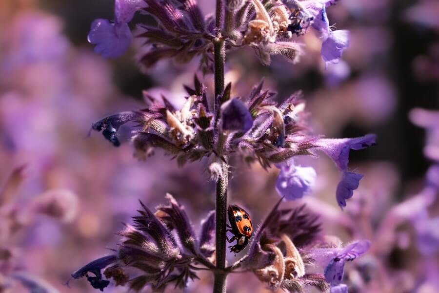 catnip wasp repellent plants