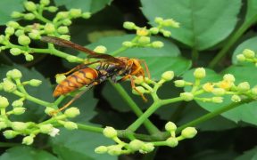 Wasp-repellent green plant growing in a garden bed.