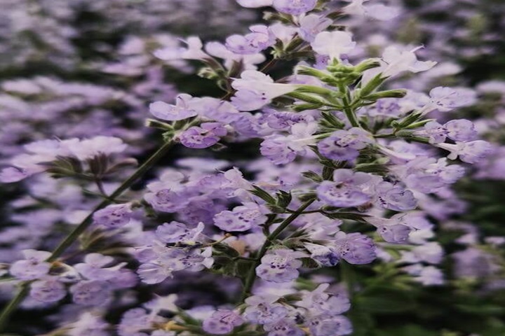 wasp repellent plants wormwood
