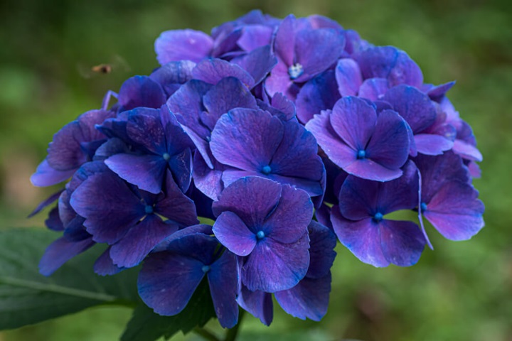 environmental factors for hydrangea leaves curling