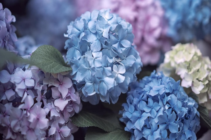 transplant shock for hydrangea leaves curling