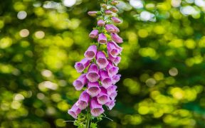 poisonous garden plants