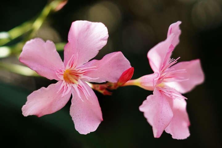 oleander poisonous garden plants