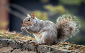 what do squirrels eat