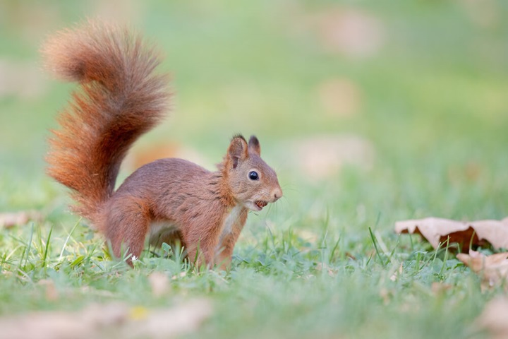 what do squirrels eat red squirrel