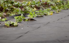 how to lay weed membrane